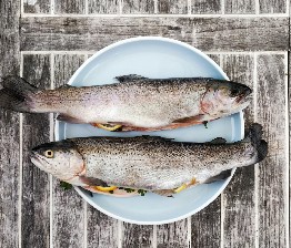 Fish